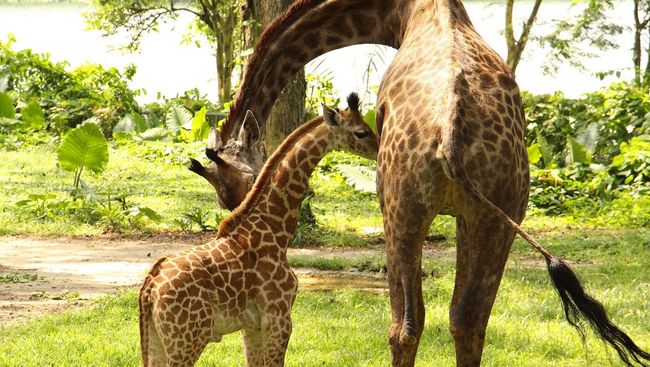 Industri perburuan dan pariwisata di Afrika Selatan diperkirakan menghasilkan dua miliar dolar Amerika Serikat per tahun