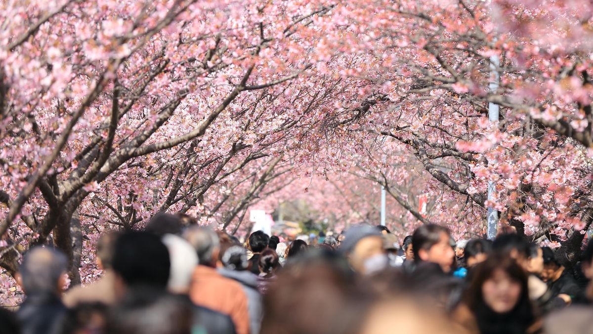 Ulah Turis Bikin Festival Sakura Jepang di Fuji Dibatalkan