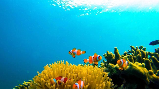 Pulau Pahawang di Kabupaten Pesawaran adalah primadona wisata baru Provinsi Lampung, menyusul kesuksesan Teluk Kiluan dengan atraksi lumba-lumbanya