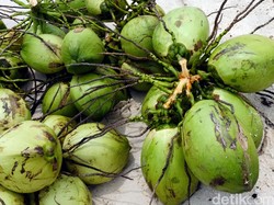 RI Mau Bikin Avtur dari Kelapa Reject, Begini Rencananya