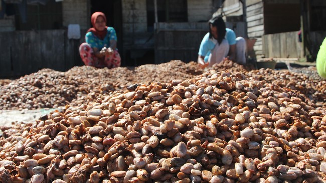 Kementerian Koordinator Perekonomian akan mengkaji usulan Kementerian Perindustrian terkait perubahan tarif bea keluar biji kakao flat sebesar 15 persen.