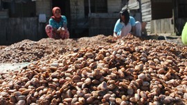 Ketum GAPMMI: Gernas Kakao Harus Dihidupkan Lagi