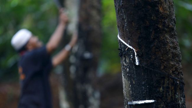 Harga Anjlok, Pemerintah Beli Karet Petani untuk Aspal Jalan