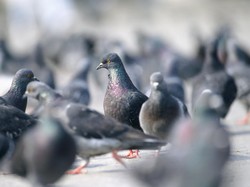 Asal-usul Kawanan Merpati di Masjidil Haram yang Suka Berbaur dengan Jemaah