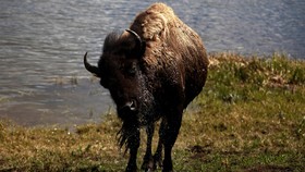 Tak Jaga Jarak, Bocah 9 Tahun Cedera Diseruduk Bison