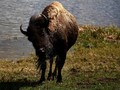 Tak Jaga Jarak, Bocah 9 Tahun Cedera Diseruduk Bison