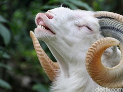 Kurban dengan Hewan Betina, Apakah Sah?