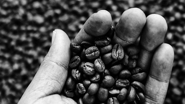 Dunia punya sederet makanan dengan harga fantastis. Dari biji kopi seharga Rp1,4 juta hingga semangka yang pernah menembus Rp87 juta.