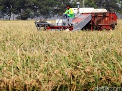 Berapa Ton Produksi Beras RI di Tahun Ini?