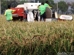 Dukung Food Estate, PSMTI Bicara Ketahanan Pangan Nasional
