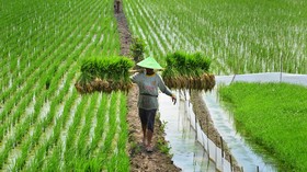 Pemerintah Tunjuk Bulog Tampung Hasil Pertanian