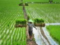 Kementan Klaim UU Budidaya Pertanian Berpihak ke Petani