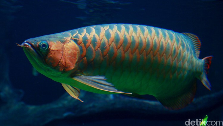Ikan Arwana banyak hidup di sungai-sungai Kalimantan. dikhy sasra/ilustrasi/detikfoto