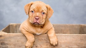 Cegah Eksploitasi, Inggris Larang Toko Hewan Jual Anak Anjing