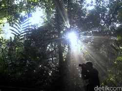 8 Manfaat Hutan Hujan Tropis