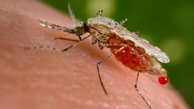 Selain tantangan pendanaan, hambatan lain dalam penanganan malaria adalah meningkatnya resistensi atau kekebalan penyakit terhadap obat anti-malaria.