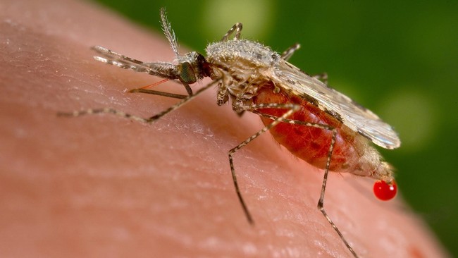 Kementerian Kesehatan mengakui penyakit yang diderita Orang Rimba disebabkan oleh pola hidup yang tidak higienis, walaupun membantah Hepatitis B terjadi.