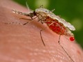 Vaksin Malaria Pertama di Dunia untuk Anak-anak Afrika