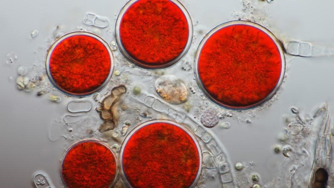 Peneliti tergugah memelajarinya penyebab warna merah yang muncul di sumber mata air di desa barat laut Spanyol, dan terungkap bahwa itu berasal dari ganggang.
