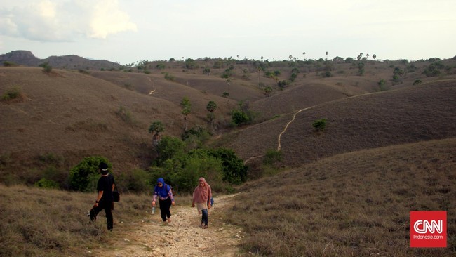 Menilik Ganasnya Komodo di Habitat Asli