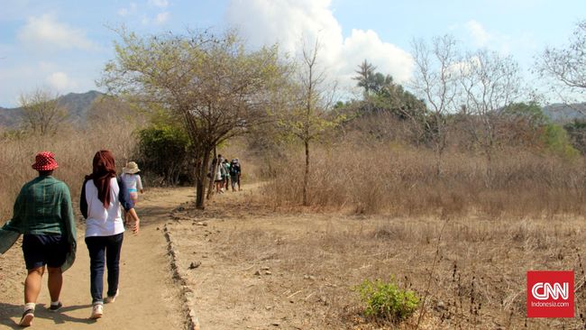 Melihat komodo di habitat aslinya adalah tujuan utama wisatawan datang ke Taman Nasional (TN) Komodo, Nusa Tenggara Timur