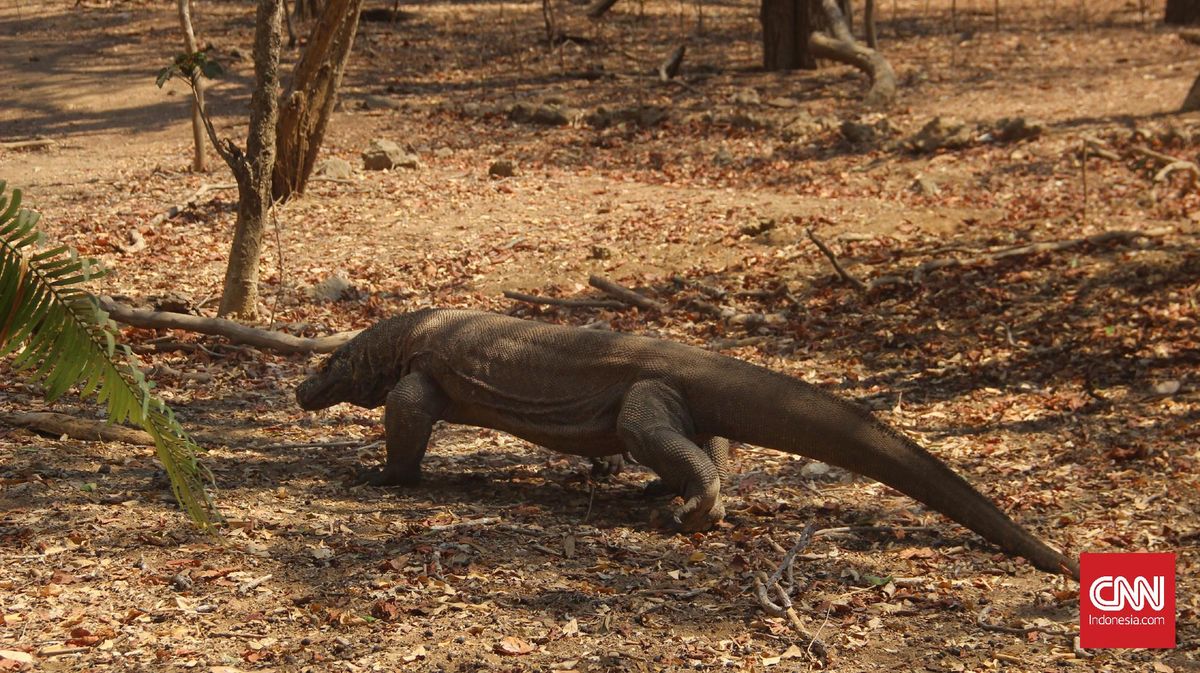Pulau Komodo Dinobatkan Jadi Salah Satu Destinasi Terbaik Dunia 2026