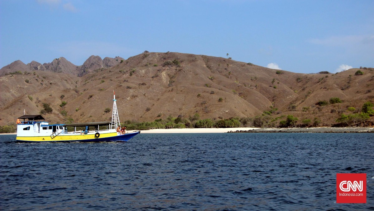 Menilik Ganasnya Komodo di Habitat Asli