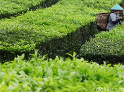 Laris Manis! RI Jual Teh ke Malaysia Rp 57 Miliar