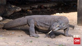 Komodo Terancam Punah Jika Terjadi Kenaikan Muka Air Laut