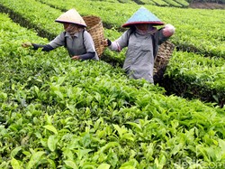Pasar Lelang Komoditas Agro Jawa Barat Kembali Bergairah