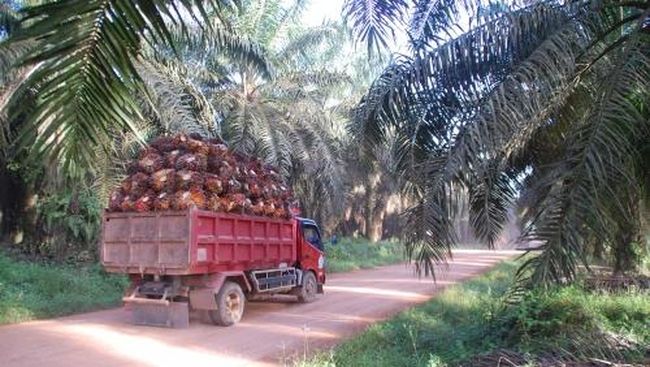 Lima Konglomerat Sawit Terima 76 87 Persen Subsidi Biodiesel