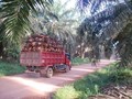 Lima Konglomerat Sawit Terima 76,87 Persen Subsidi Biodiesel
