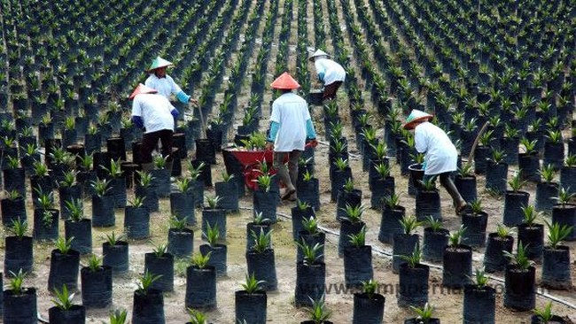 Mendag Thomas Trikasih Lembong ingin menunjukkan kepada Parlemen dan Pemerintah Perancis bahwa bisnis sawit di Indonesia juga menguntungkan petani kecil.