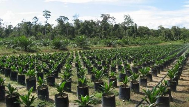 Sampoerna Agro mencatatkan penurunan penjualan hingga 7,71 persen menjadi Rp2,99 triliun pada 2015, dari tahun sebelumnya sebesar Rp3,24 triliun. 