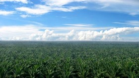 Profil Sampoerna Agro, Perusahaan Singapura Terseret Kasus Karhutla