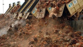 Harga CPO Diprediksi Masih di Atas US$1.000 per Ton Tahun Ini