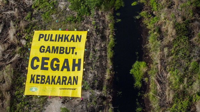 Alasan BRG Dukung Jokowi Konversi Lahan Gambut Jadi Sawah