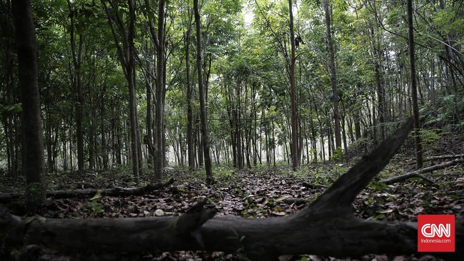 Lima warga yang tewas merupakan penambang ilegal atau gurandil yang menggali lubang PETI (penampang tanpa izin) emas di wilayah Pongkor.