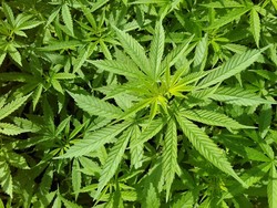 Ganja Jadi Komoditas Binaan Tanaman Obat, Kementan: Statusnya Tetap Ilegal