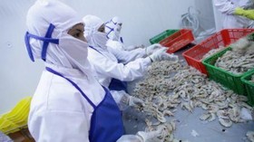Melantai di Bursa, Saham Perusahaan Pengolahan Ikan Melejit