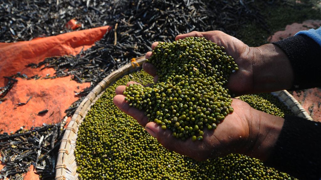 Siapa yang Tidak Boleh Makan Kacang Hijau? Waspada 4 Kelompok Ini