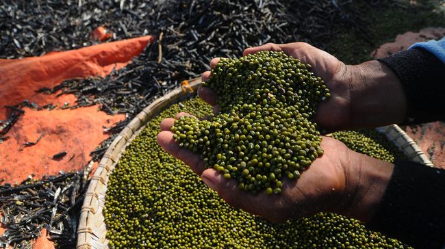 Banyak orang percaya bahwa asupan kacang hijau baik untuk asam urat. Bagaimana faktanya?