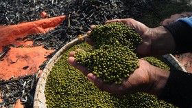Kacang Hijau untuk Asam Urat, Baik atau Buruk? Simak Faktanya