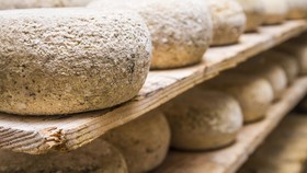 Casu Marzu, Keju yang Dimakan Bersama Belatung Hidup
