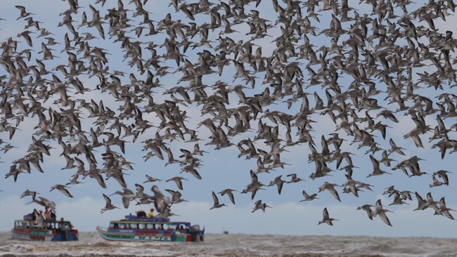 Migrasi burung bisa berjarak hingga ribuan kilometer, misalnya dari Eropa ke Afrika, setiap tahun. Kenapa mereka tak tersesat?