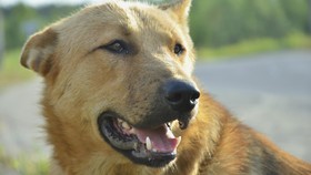 Anjing Terakhir Pencari Korban 11 September Meninggal Dunia