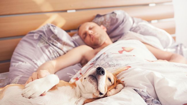 Anda merasa sulit tidur? Mengajak hewan peliharaan tidur bersama dilaporkan dapat memberikan rasa aman, persahabatan, dan perasaan rileks.