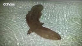 Salamander China yang Tertua di Dunia