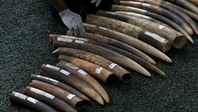 Malaysia Sita Gading Gajah Selundupan Senilai Rp5 Miliar