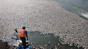 Fenomena Misterius Ratusan Ikan Mati di Perairan Maluku Utara
